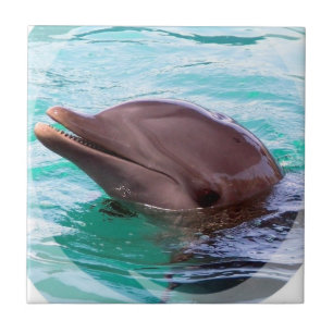 Dolphin Design Tile