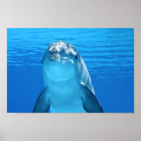 Dolphin face up close