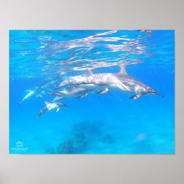 "Dolphin Family" Poster (Front)