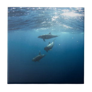 Dolphin Family Tile