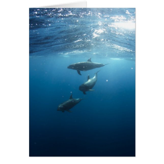 Dolphin Family Underwater (Front)