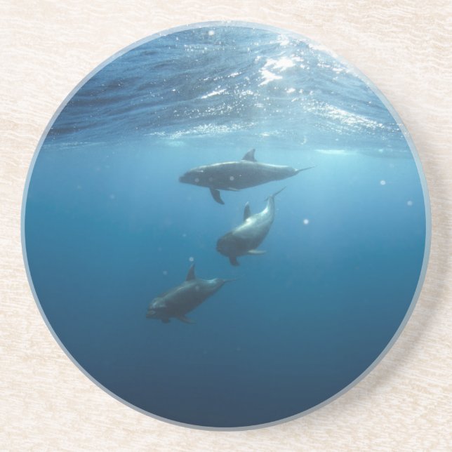 Dolphin Family Underwater Coaster (Front)