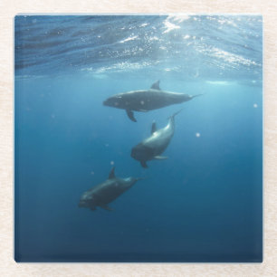 Dolphin Family Underwater Glass Coaster
