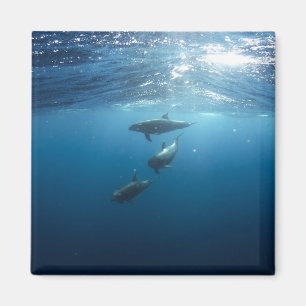 Dolphin Family Underwater Magnet