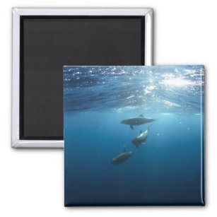 Dolphin Family Underwater Magnet