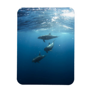 Dolphin Family Underwater Magnet