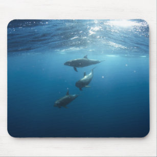Dolphin Family Underwater Mouse Mat