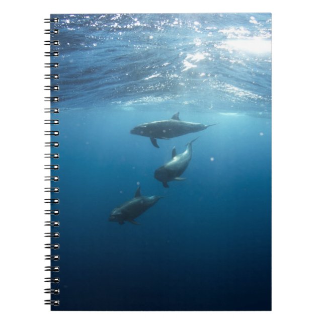 Dolphin Family Underwater Notebook (Front)