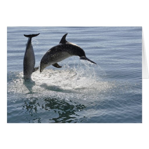 Image of dolphin fish playing -blank card