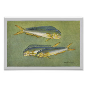 Dolphin Fish Vintage Fish Print