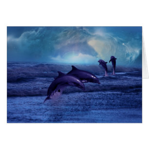 Dolphin fun and play