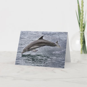 Dolphin Greeting Card