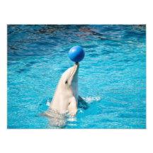 Dolphin having a ball