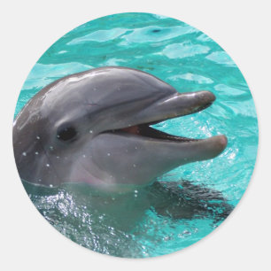 Dolphin head in aquamarine water classic round sticker