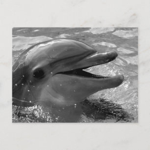 Dolphin head in water mouth open Black and White Postcard