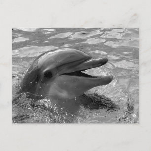 Dolphin head in water mouth open Black and White Postcard