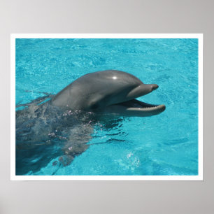 Dolphin I Poster