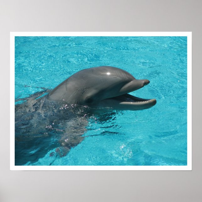 Dolphin I Poster (Front)