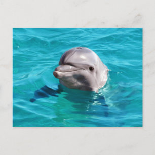 Dolphin in Blue Water Photo Postcard
