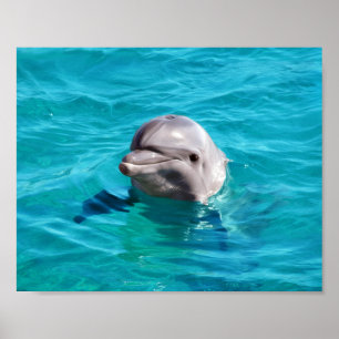 Dolphin in Blue Water Photo Poster