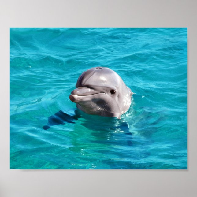 Dolphin in Blue Water Photo Poster (Front)