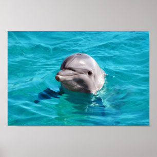 Dolphin in Blue Water Photo Poster