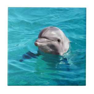 Dolphin in Blue Water Photo Tile