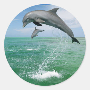 Dolphin in the wild jumping and playing classic round sticker
