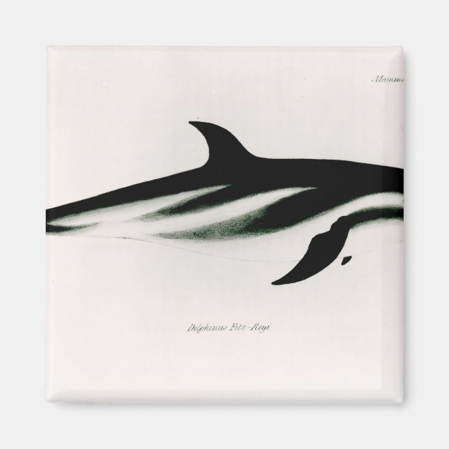 Dolphin Magnet (Front)