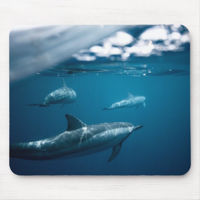 Dolphin Mouse Mat (Front)