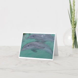 Dolphin Note Cards