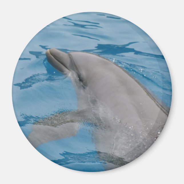 Dolphin Passing Through Clear Blue Ripples Magnet (Front)
