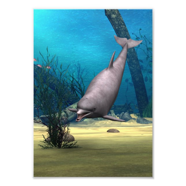 Dolphin Photo Print (Front)