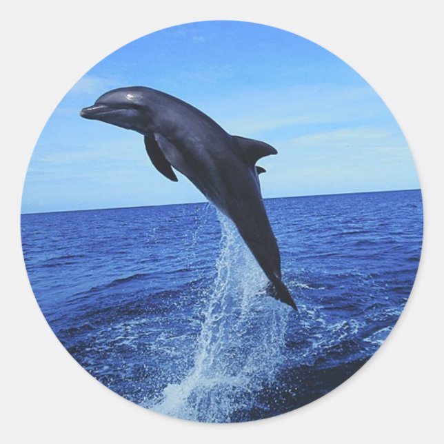 Dolphin Photo Stickers (Front)