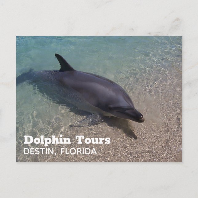 Dolphin Photograph in Florida Postcard (Front)