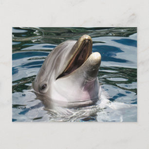 DOLPHIN PHOTOGRAPHY POSTCARD