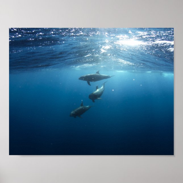 Dolphin pod swimming underwater poster (Front)