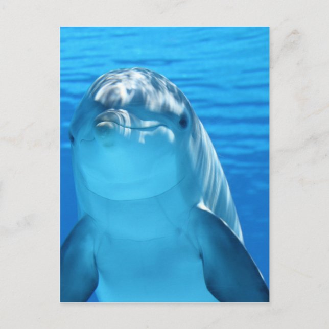 Dolphin Postcard (Front)