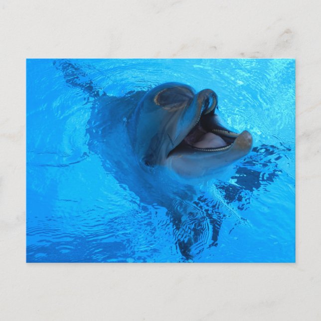 Dolphin Postcard (Front)