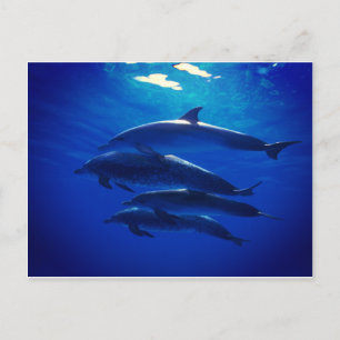 Dolphin Postcard