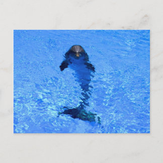 Dolphin postcard