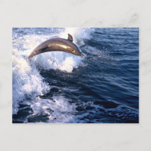 Dolphin Postcard
