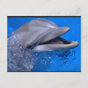Dolphin Postcard