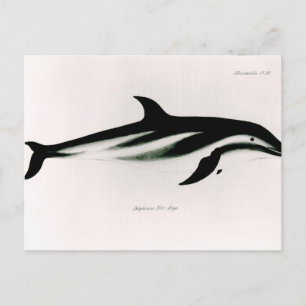 Dolphin Postcard