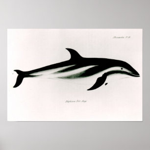 Dolphin Poster
