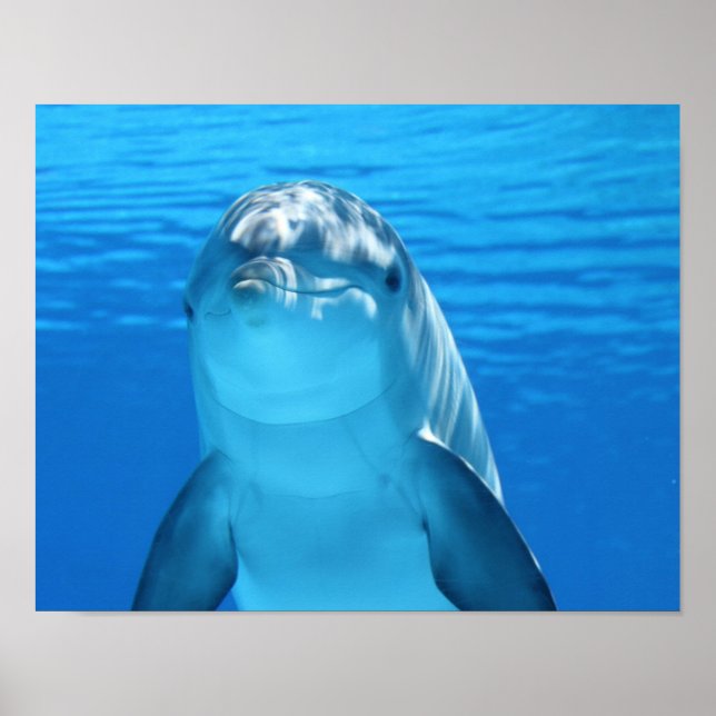Dolphin poster (Front)