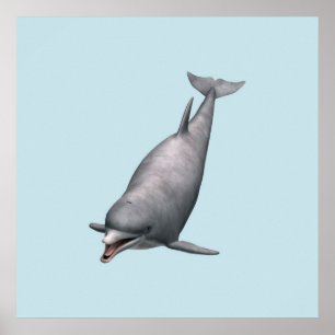 Dolphin Poster