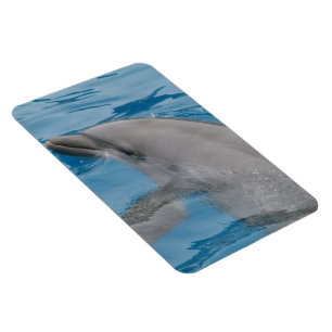 Dolphin Sliding Through Bright Blue Water Magnet