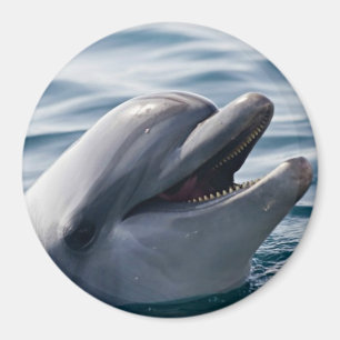 Dolphin Smiling Magnet