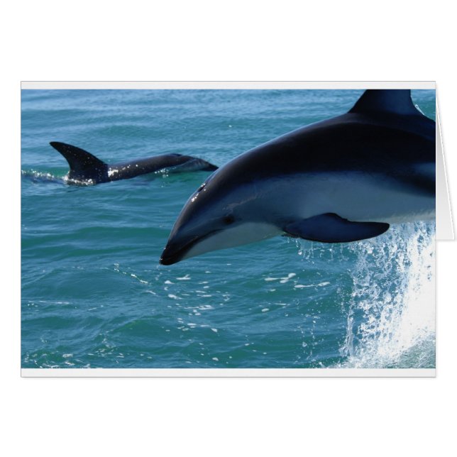 Dolphin Splash Destiny Beach Ocean Nature (Front Horizontal)